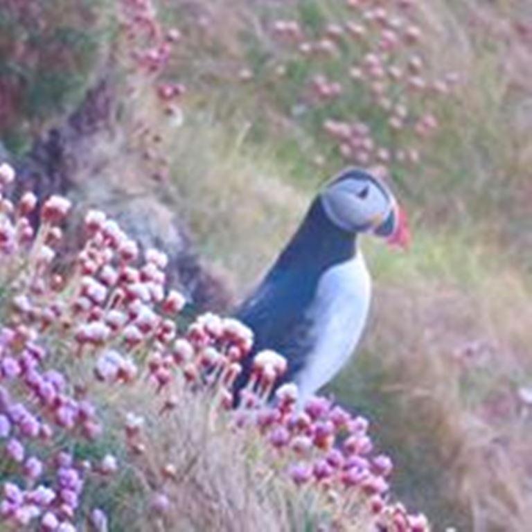 Bed & Breakfast Windhaven And Thurso