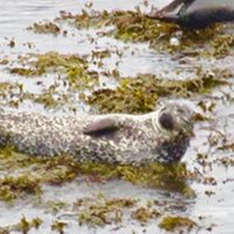 Bed & Breakfast Windhaven And Thurso